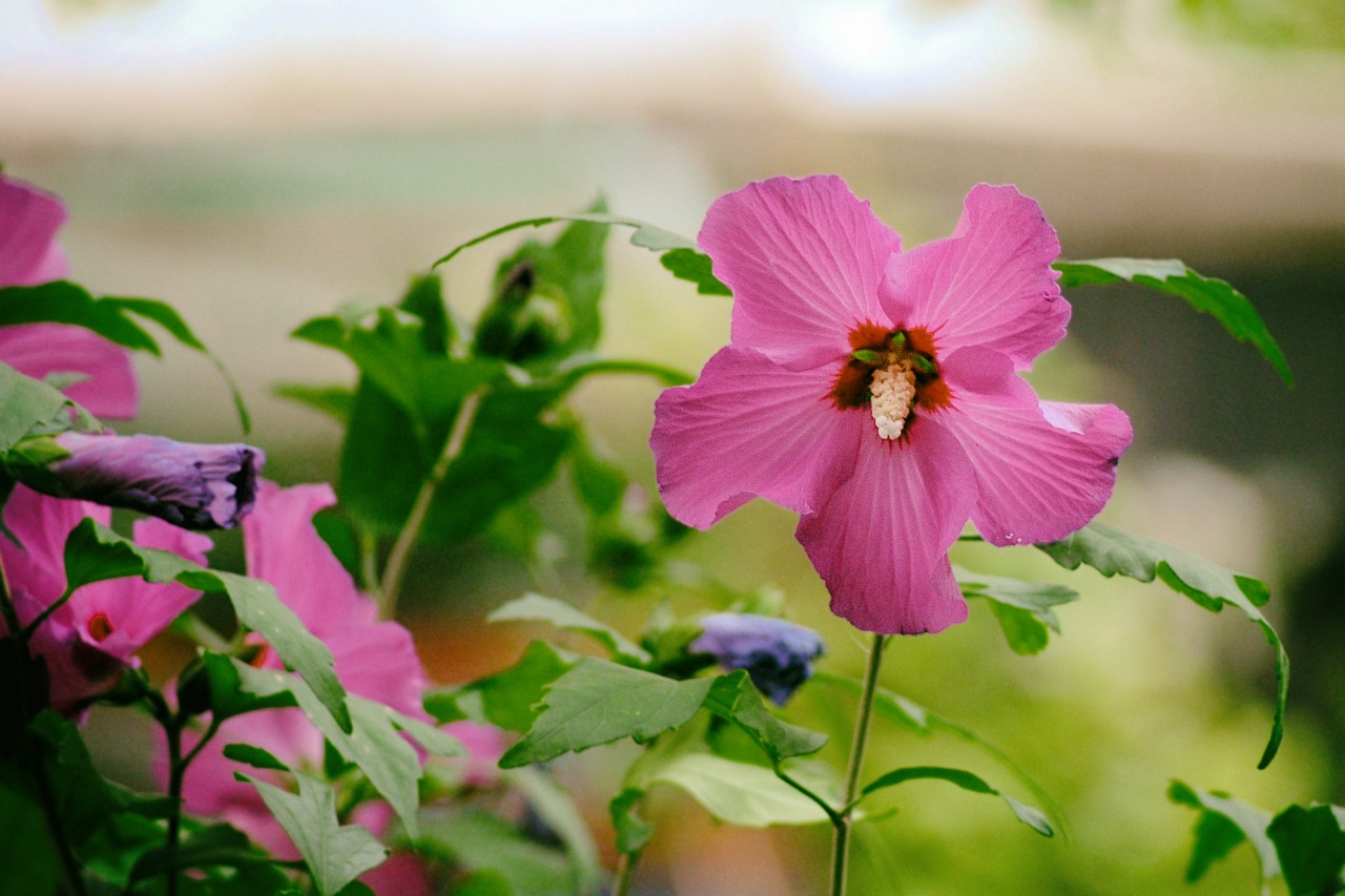 Hibiscus, Rožinis, Žiedas, Žydėti, Sodas, Rožinė Gėlė, Vasara, Nemokamos Nuotraukos,  Nemokama Licenzija