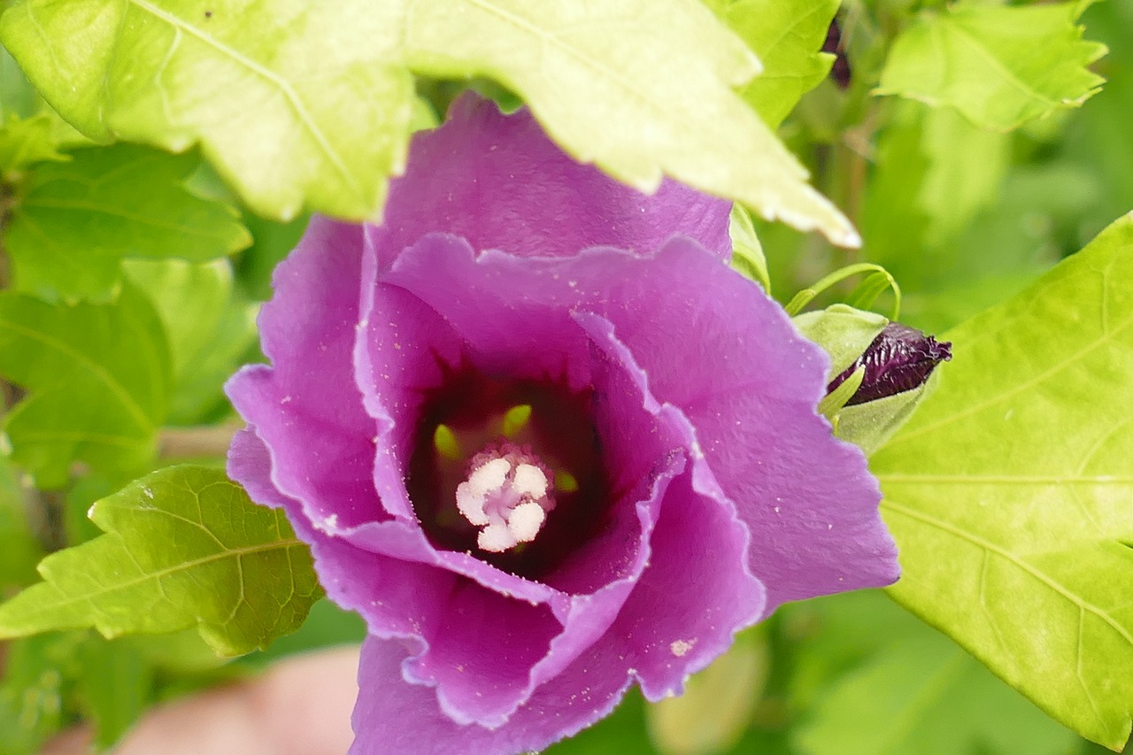 Hibiscus, Žiedas, Žydėti, Jaunas, Žalias, Nebaigtas, Lapai, Violetinė, Makro, Nemokamos Nuotraukos