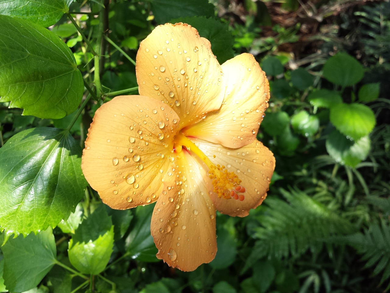 Hibiscus, Šventė, Geltona, Oranžinė, Rasos Rasos, Liūtys, Saulė, Žiedas, Žydėti, Nemokamos Nuotraukos