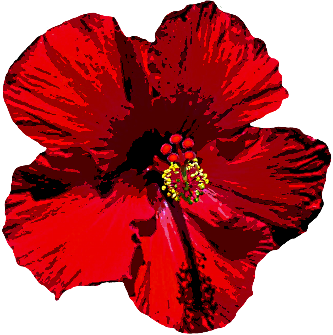 Hibiscus, Žiedas, Žydėti, Gėlė, Raudona, Mallow, Viduržemio Jūros, Augalas, Šventė, Flora