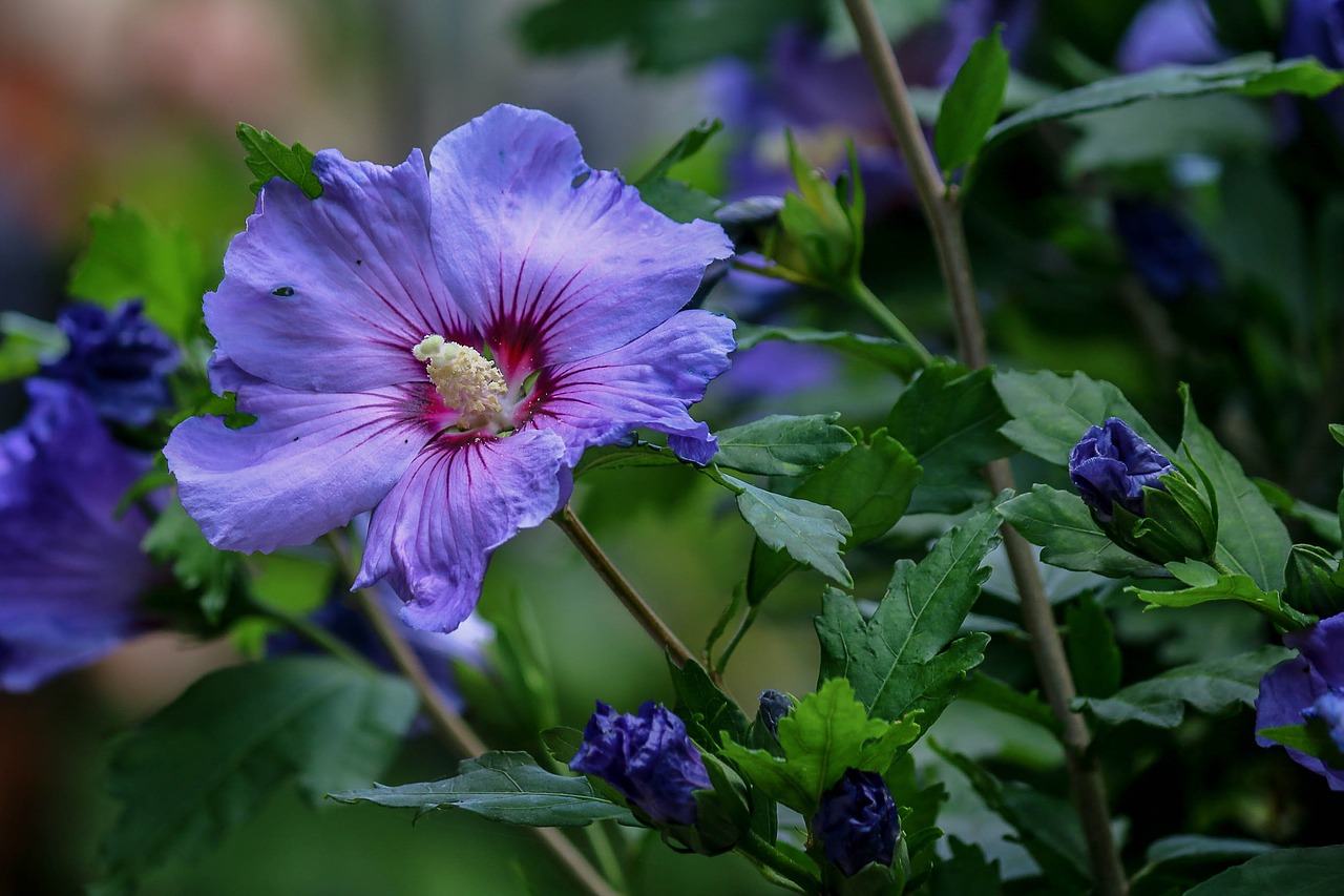 Hibiscus, Krūmas, Gamta, Sodas, Mėlynas, Žydėjimas, Žydintis Krūmas, Nemokamos Nuotraukos,  Nemokama Licenzija