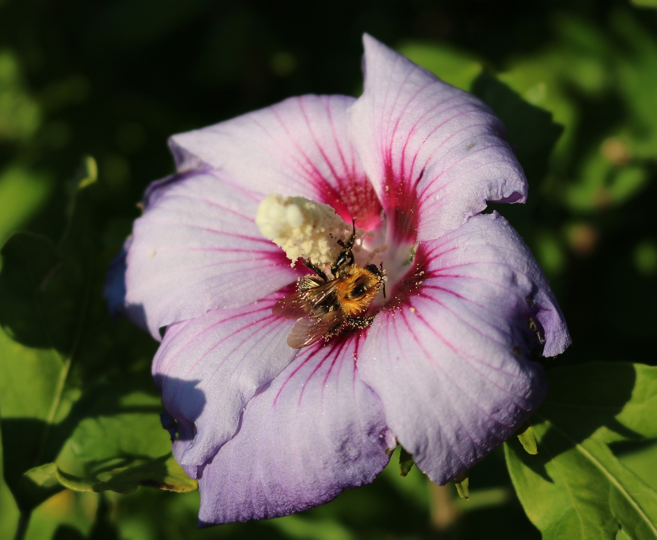 Hibiscus, Bičių, Pistil, Žiedadulkės, Gėlė, Hibiscus Gėlė, Nemokamos Nuotraukos,  Nemokama Licenzija