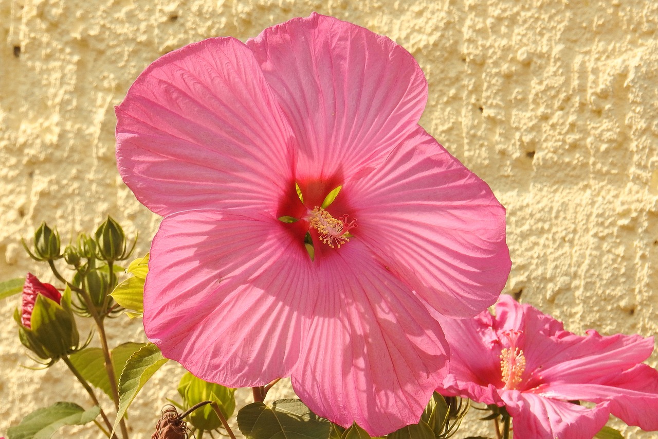 Hibiscus, Hibiscus Gėlė, Milžiniškas Hibiscus, Žiedas, Žydėti, Rožinis, Nemokamos Nuotraukos,  Nemokama Licenzija