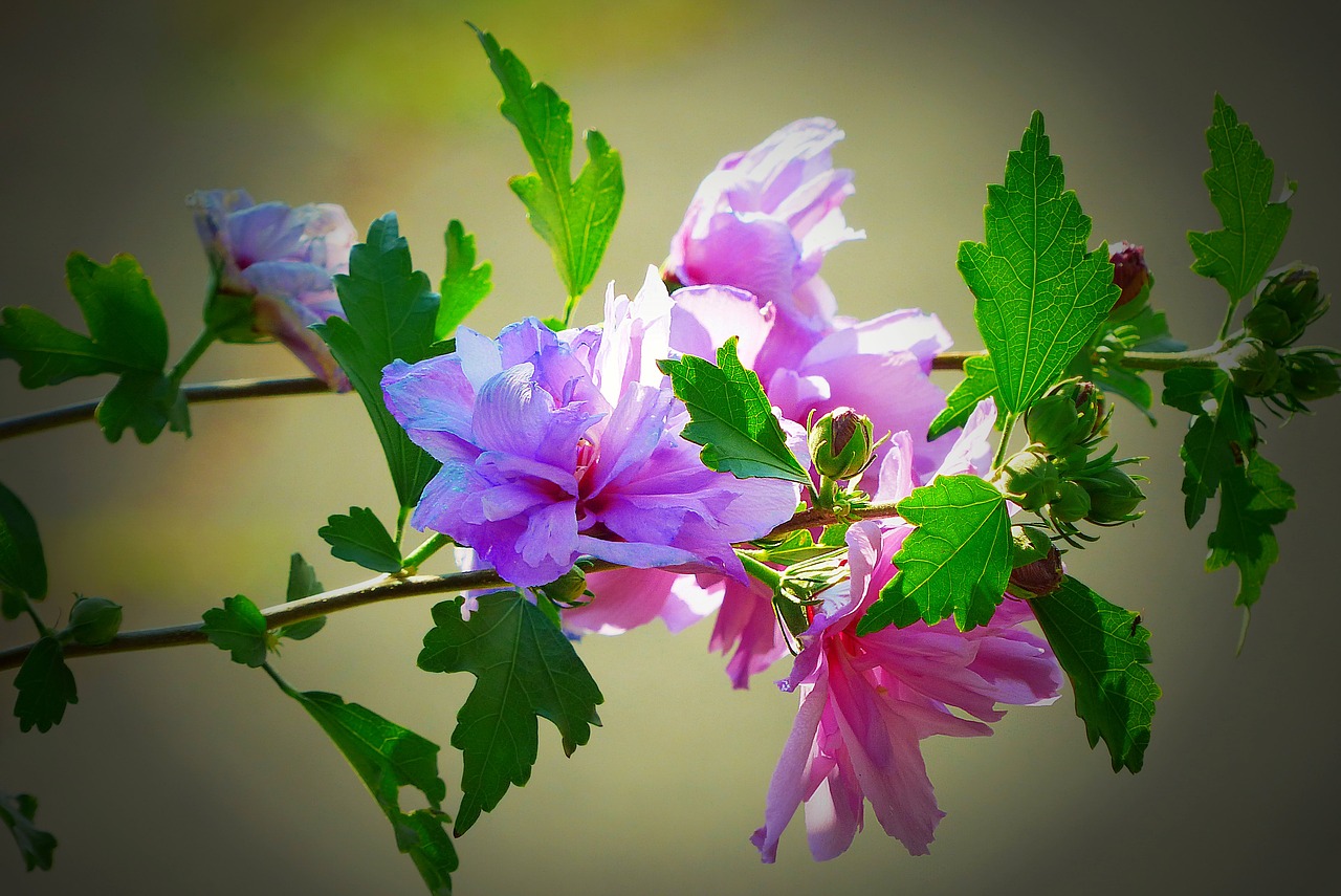 Hibiscus, Žiedas, Žydėti, Violetinė, Mallow, Uždaryti, Augalas, Gėlė, Vengrija, Heviz