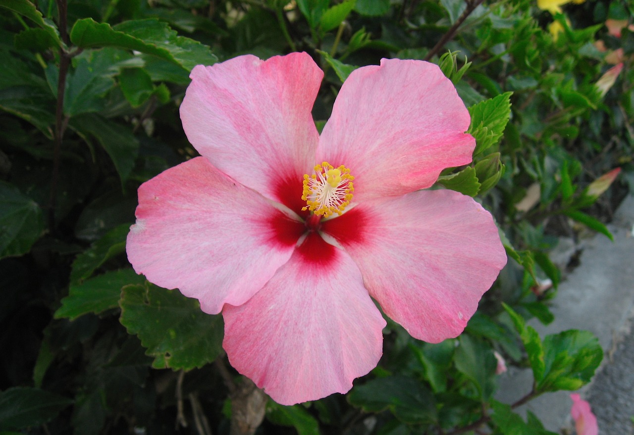 Hibiscus, Gėlės, Pistil, Raudona, Rožinis, Lapai, Žalias, Ishigaki Sala, Okinawa, Japonija