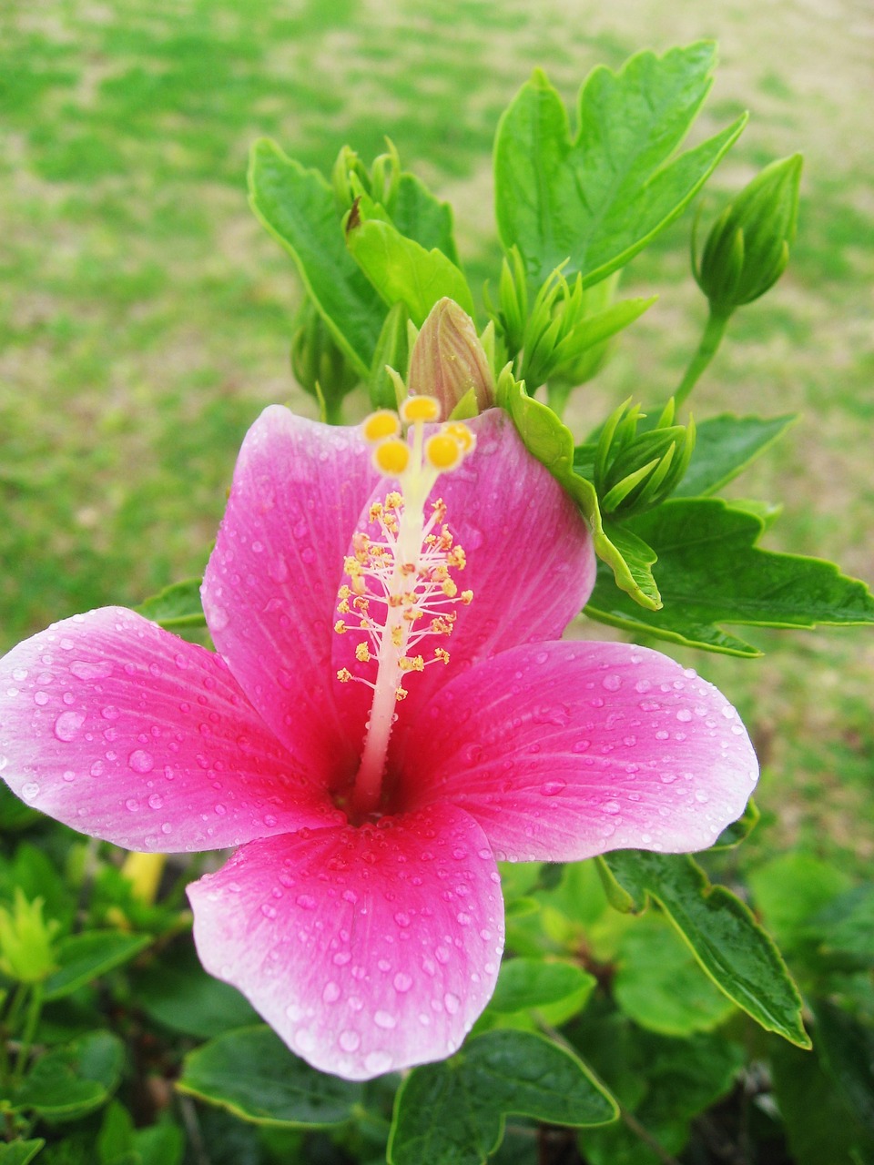 Hibiscus, Rožinis, Geltona, Lapai, Budas, Žalias, Tvirtas, Pistil, Ishigaki Sala, Subtropics