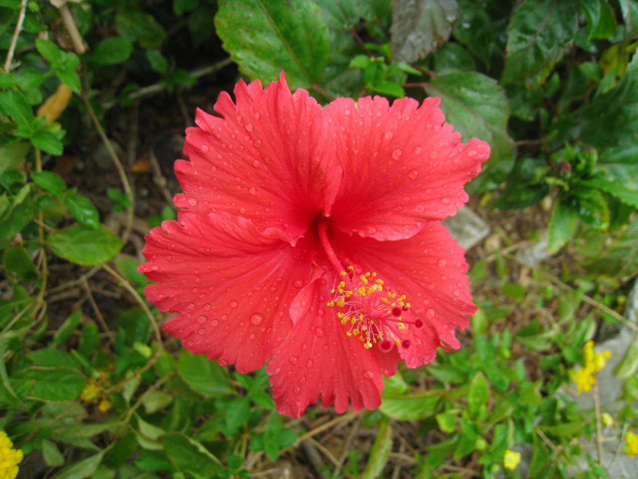 Hibiscus, Raudona, Lapai, Žalias, Lašas Vandens, Skambinti, Lietus, Ishigaki Sala, Atokios Salos, Okinawa