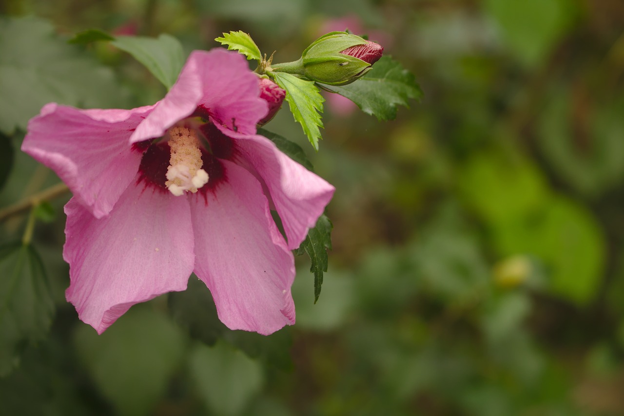 Hollyhock, Gėlė, Sodas, Ekologiškas, Sveikas, Žolelių, Šviežumas, Natūralus, Rožinis, Šviežias