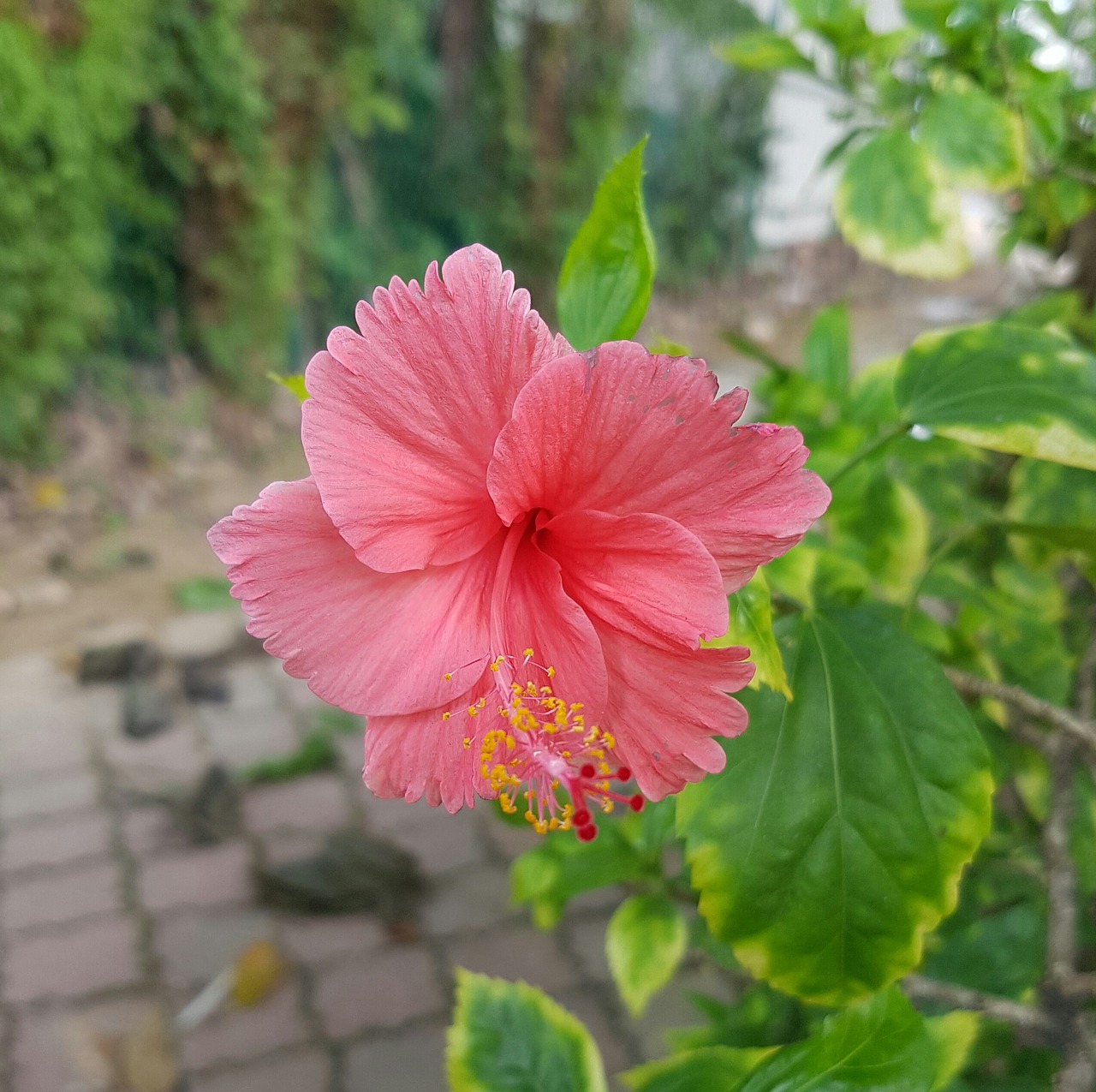 Hibiscus, Rožinis, Augalas, Žydėti, Gėlė, Žalias, Gėlių, Gamta, Atogrąžų, Žiedas