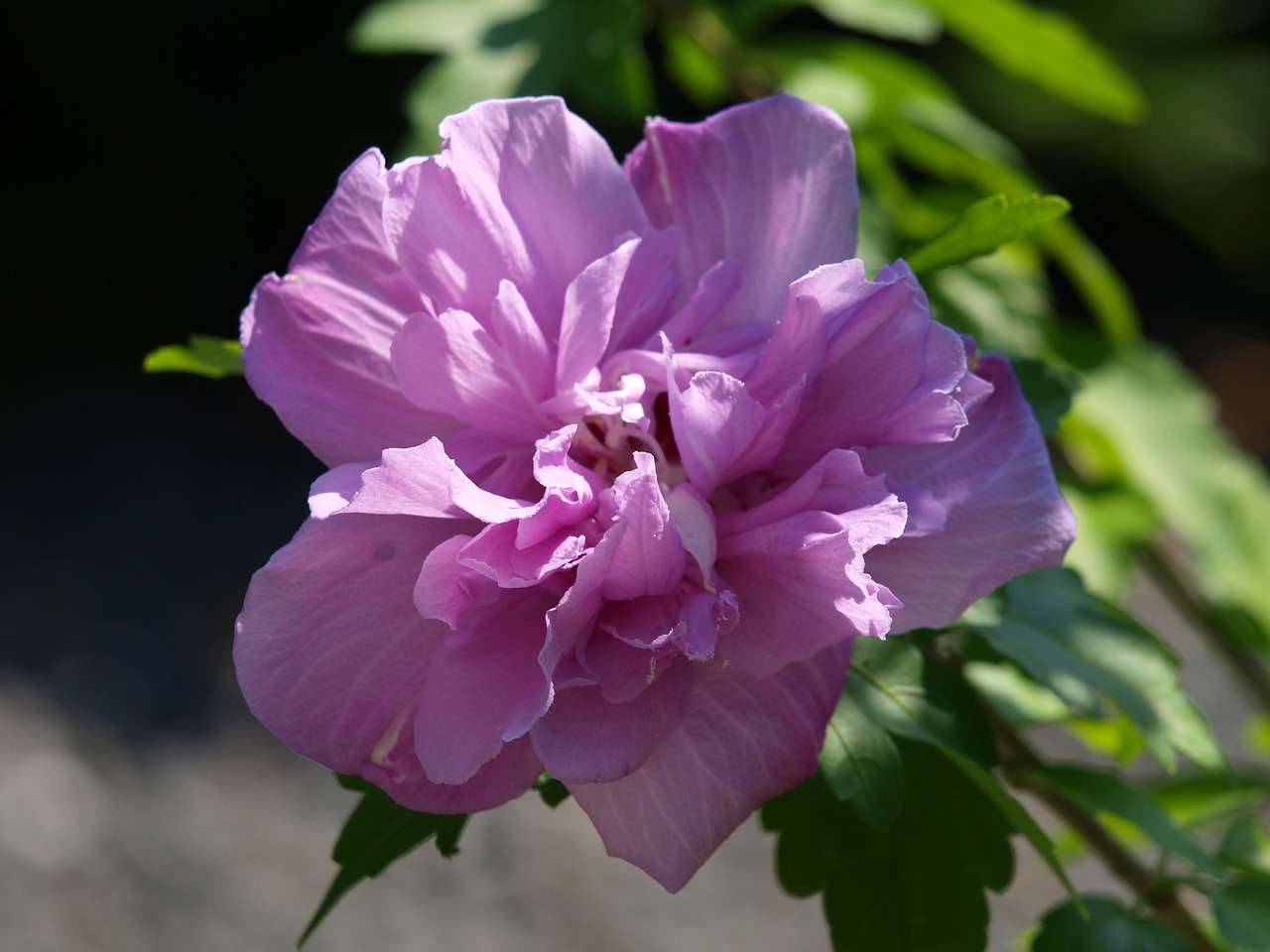 Hibiscus, Žiedas, Žydėti, Uždaryti, Augalas, Mallow, Violetinė, Nemokamos Nuotraukos,  Nemokama Licenzija