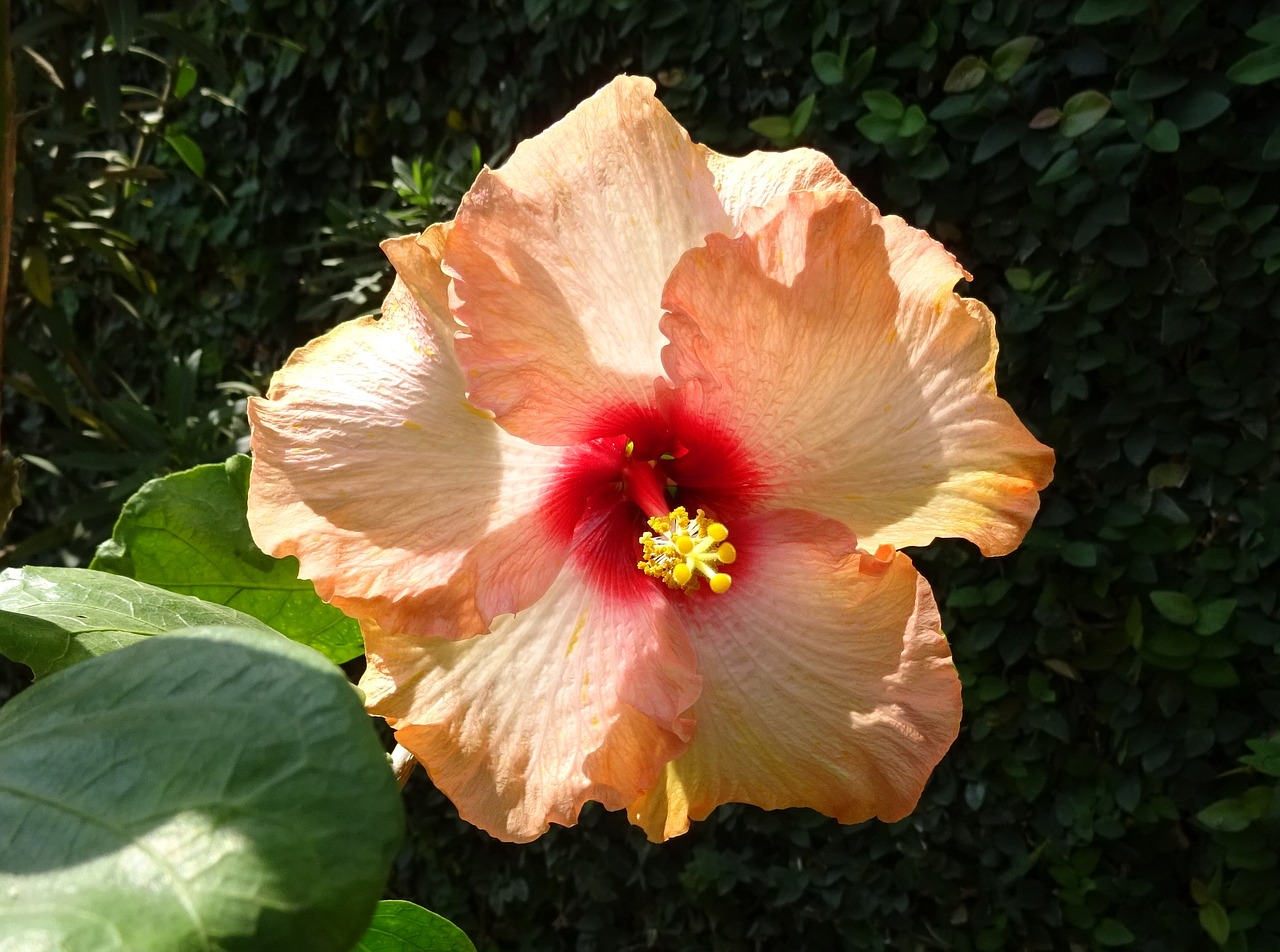 Hibiscus, Persikas, Gėlė, Rosa Sinensis, Kinija Pakilo, Flora, Dharwad, Indija, Nemokamos Nuotraukos,  Nemokama Licenzija