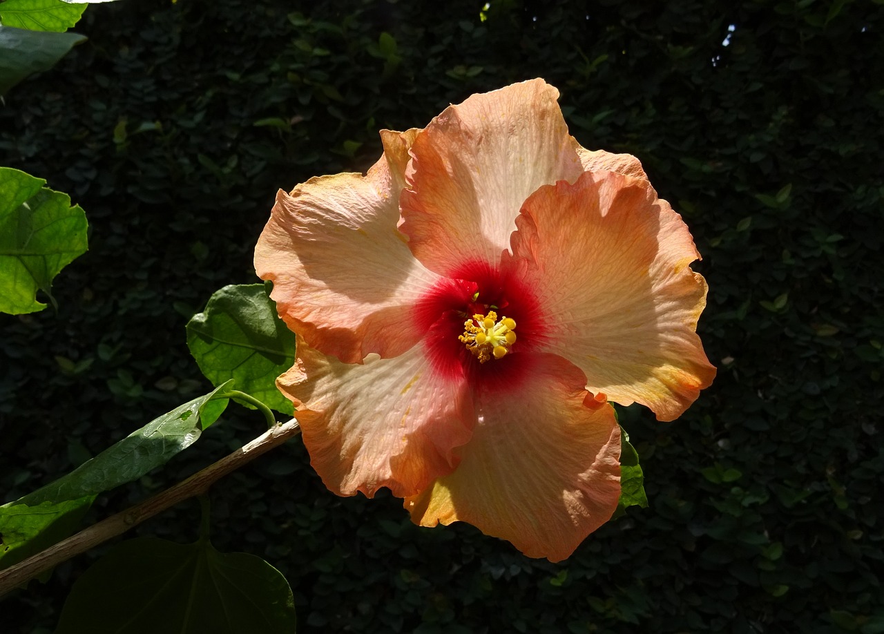 Hibiscus, Persikas, Gėlė, Rosa Sinensis, Kinija Pakilo, Flora, Dharwad, Indija, Nemokamos Nuotraukos,  Nemokama Licenzija