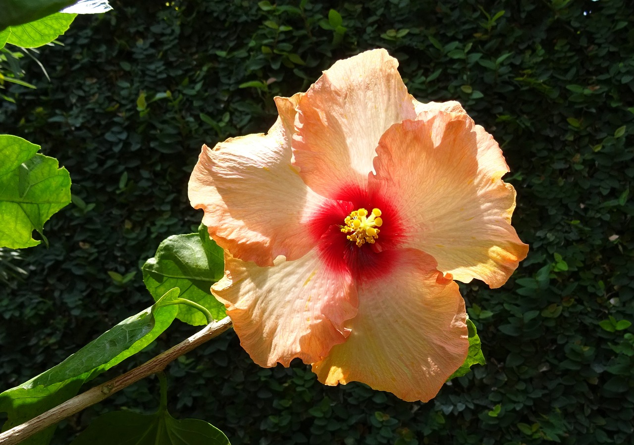 Hibiscus, Persikas, Gėlė, Rosa Sinensis, Kinija Pakilo, Flora, Dharwad, Indija, Nemokamos Nuotraukos,  Nemokama Licenzija