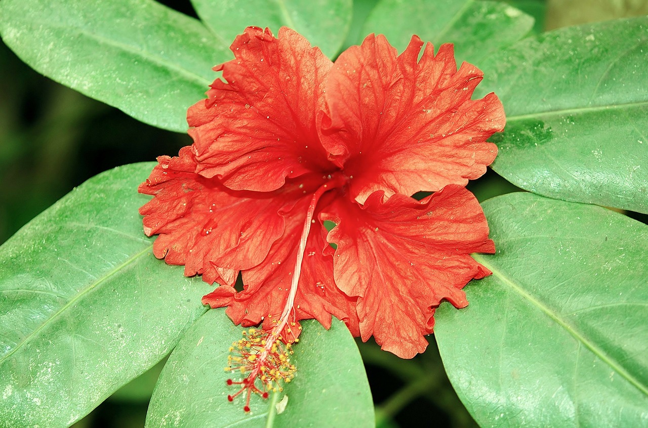 Hibiscus, Augalas, Raudona Gėlė, Gėlė, Pistil, Gamta, Aguonos Gėlė, Lapai, Makro, Žalias