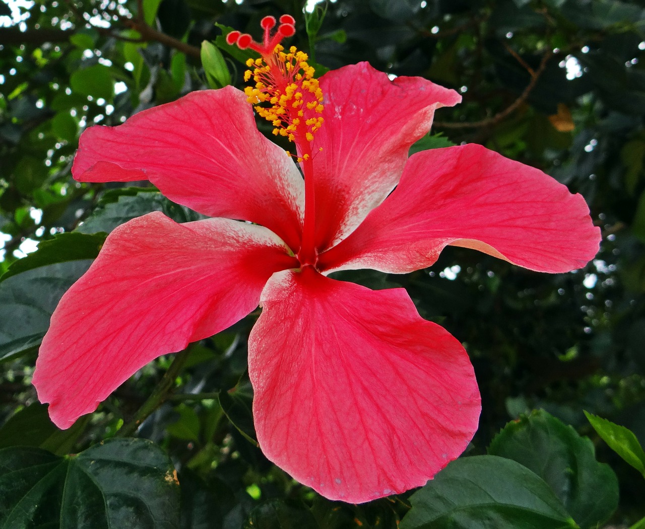 Hibiscus, Indija, Gėlių, Augalas, Natūralus, Žiedas, Žydėti, Žiedlapis, Botanikos, Ekologiškas