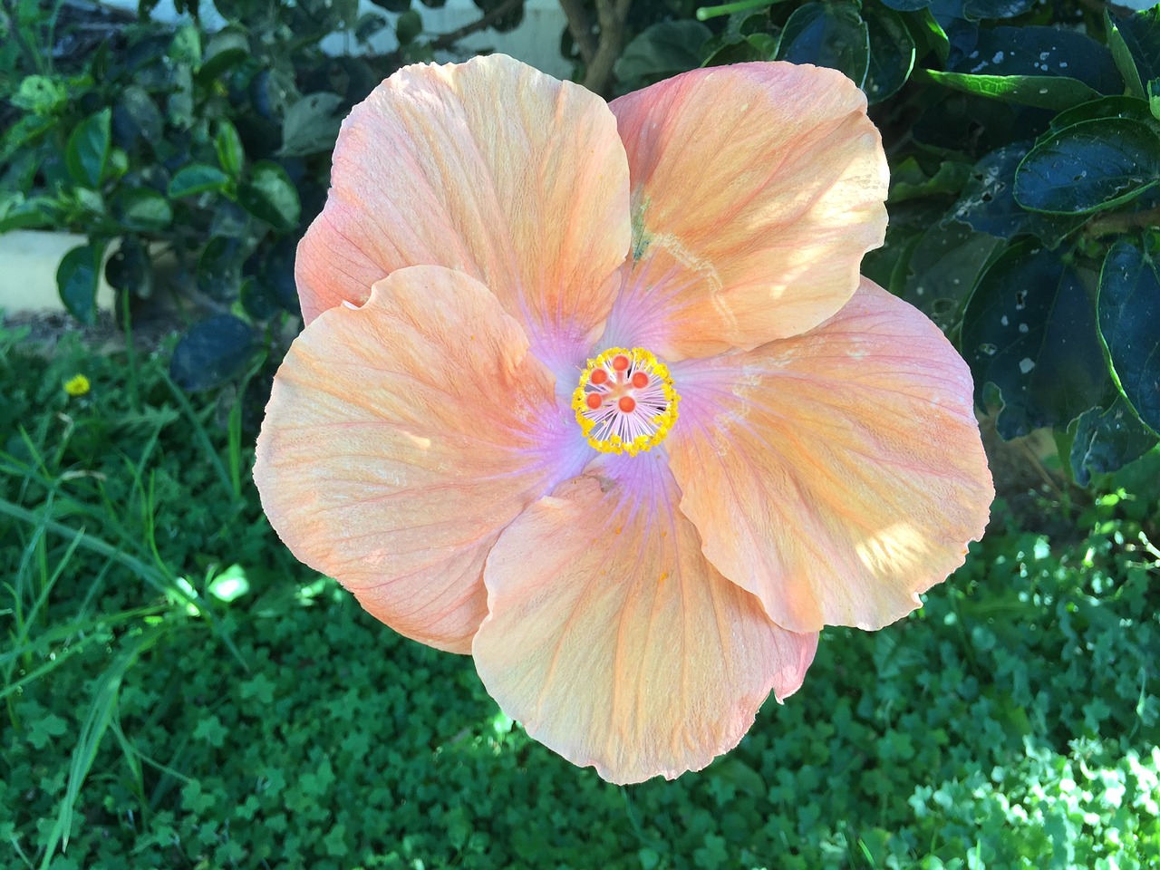 Hibiscus, Gėlė, Australia, Žydėti, Atogrąžų, Rožinis, Žiedas, Gėlių, Žydi, Natūralus