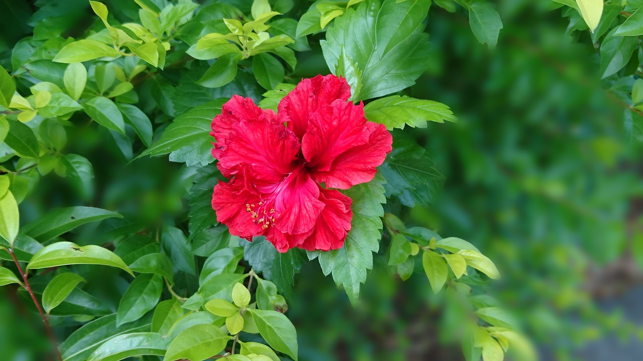 Hibiscus, Fuso, Didelės Raudonos Gėlės, Nemokamos Nuotraukos,  Nemokama Licenzija