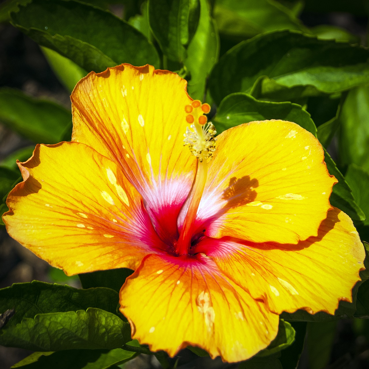 Hibiscus, Geltona Hibiscus, Gėlių, Geltona Gėlė, Tropinės Gėlės, Nemokamos Nuotraukos,  Nemokama Licenzija