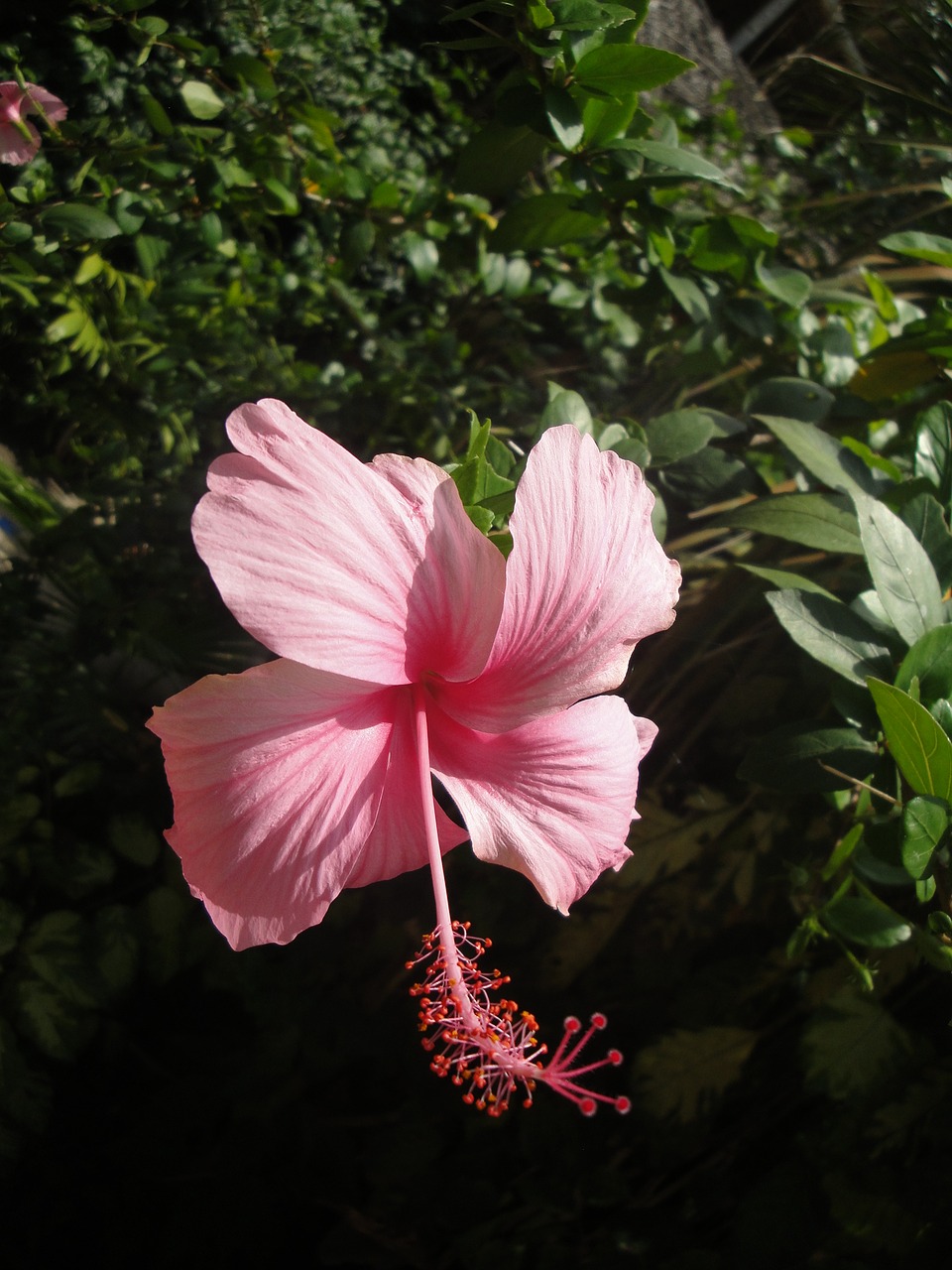 Hibiscus, Kinija Pakilo, Augalas, Ecuador, Baseinas, Nemokamos Nuotraukos,  Nemokama Licenzija