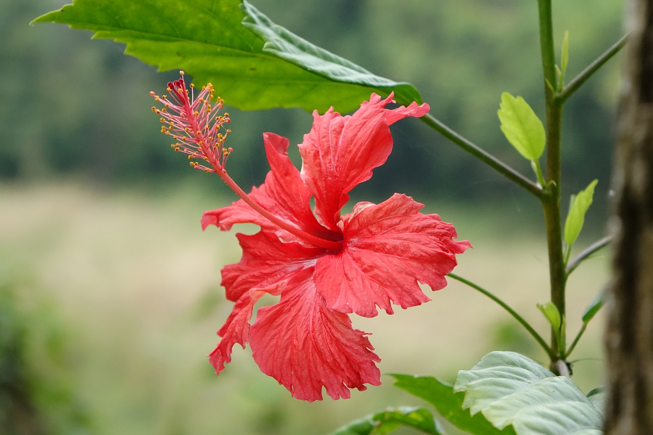 Hibiscus, Fuso, Kinijos Rožės, Nemokamos Nuotraukos,  Nemokama Licenzija