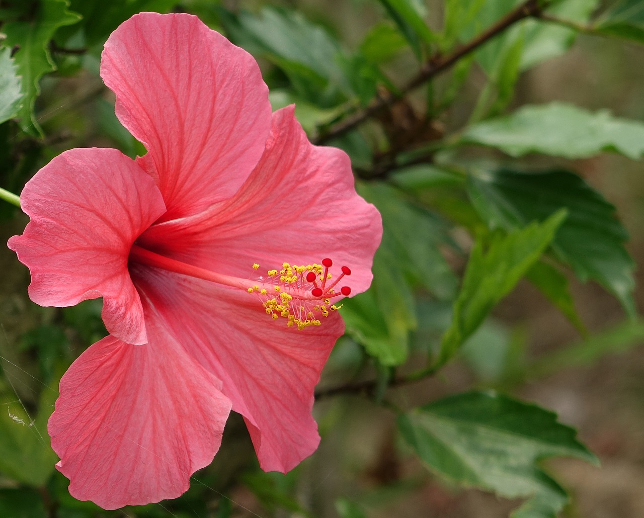 Hibiscus, Fuso, Kinijos Rožės, Nemokamos Nuotraukos,  Nemokama Licenzija