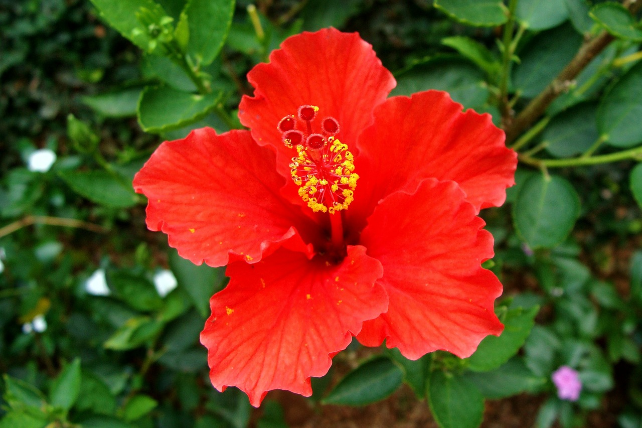 Hibiscus, Raudona, Gėlė, Rosa Sinensis, Kinija Pakilo, Indija, Nemokamos Nuotraukos,  Nemokama Licenzija