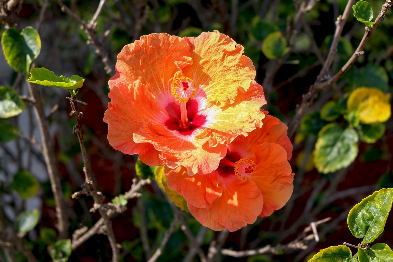 Hibiscus, Gėlės, Oranžinė, Sodas, Pavasaris, Blyški, Tuti, Gėlė, Botanika, Nemokamos Nuotraukos