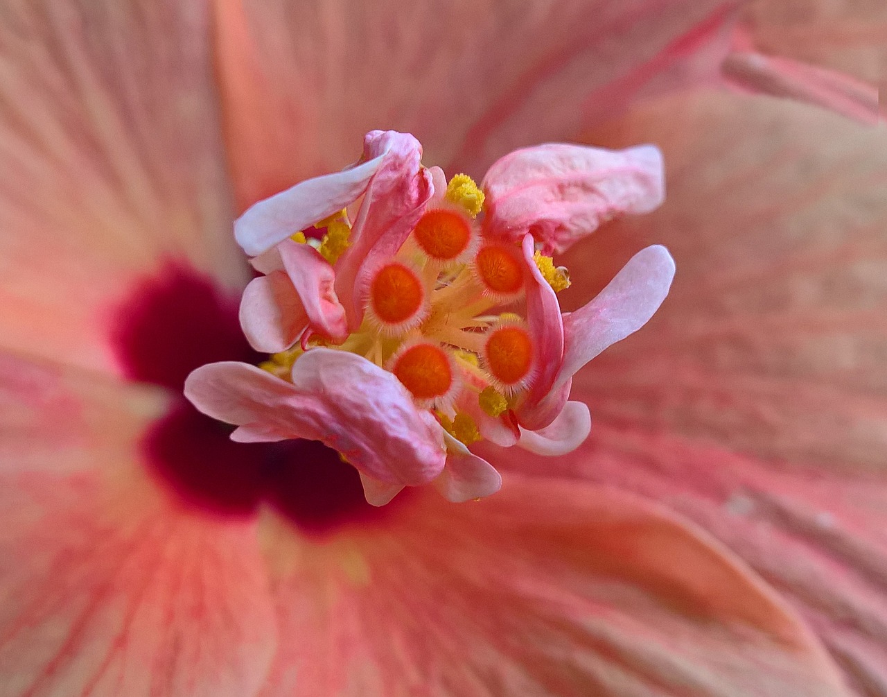 Hibiscus, Gėlė, Makro, Grožis, Nemokamos Nuotraukos,  Nemokama Licenzija