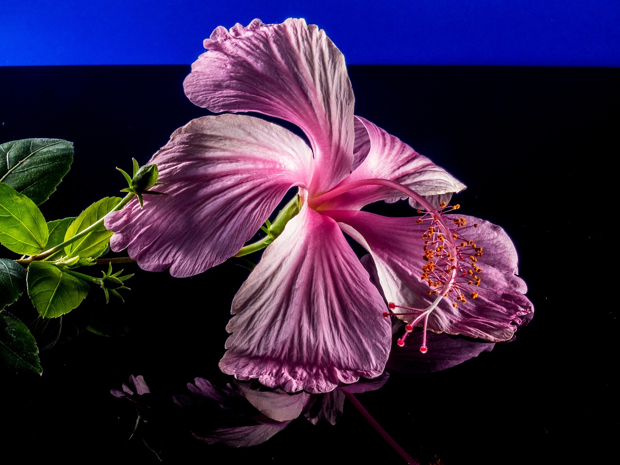 Hibiscus, Žiedas, Žydėti, Gėlė, Rožinis, Zefyras, Mallow, Malvaceae, Nemokamos Nuotraukos,  Nemokama Licenzija