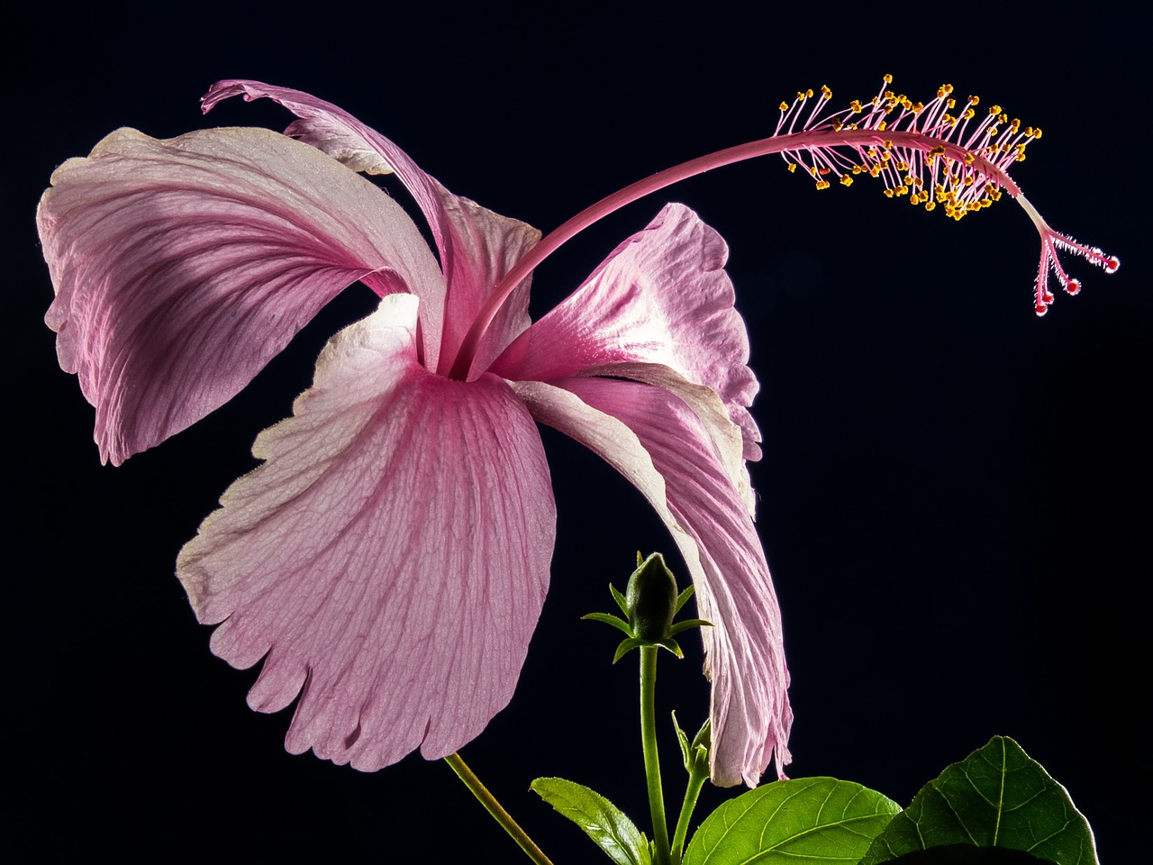 Hibiscus, Žiedas, Žydėti, Gėlė, Rožinis, Zefyras, Mallow, Malvaceae, Nemokamos Nuotraukos,  Nemokama Licenzija