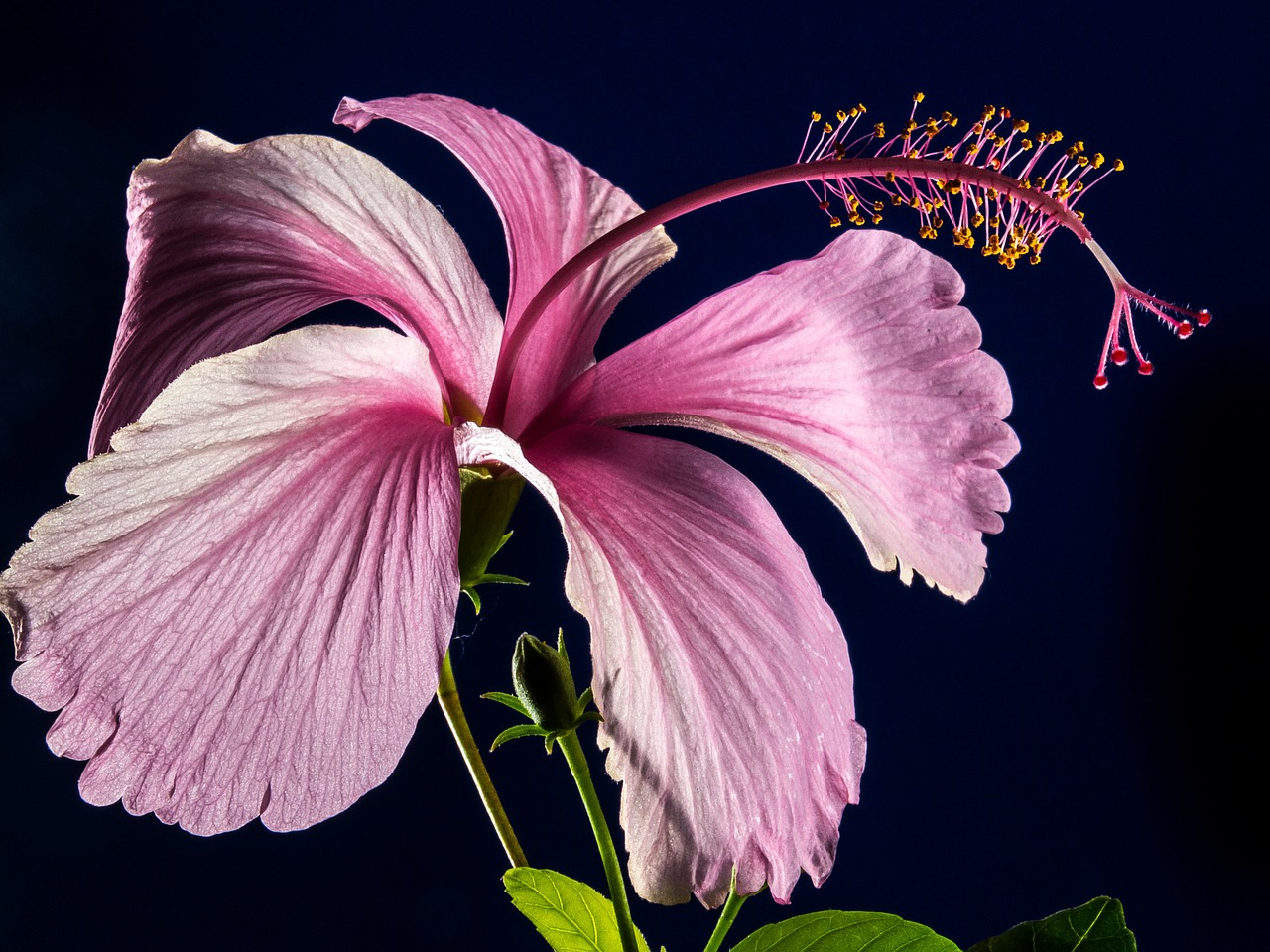 Hibiscus, Žiedas, Žydėti, Gėlė, Rožinis, Zefyras, Mallow, Malvaceae, Nemokamos Nuotraukos,  Nemokama Licenzija