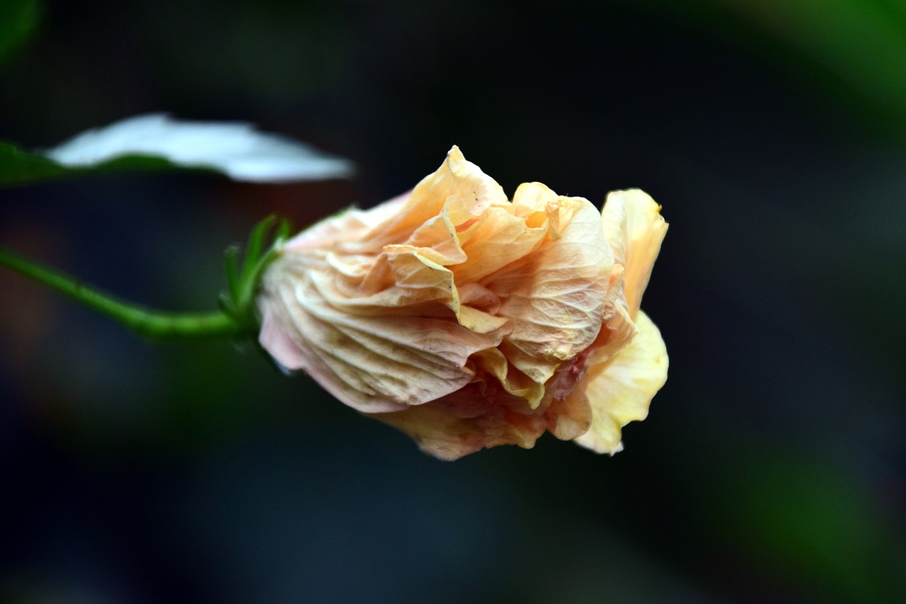 Hibiscus, Žiedas, Žydėti, Balta, Geltona, Gražus, Uždaryti, Uždaryta, Uždara Gėlė, Atogrąžų