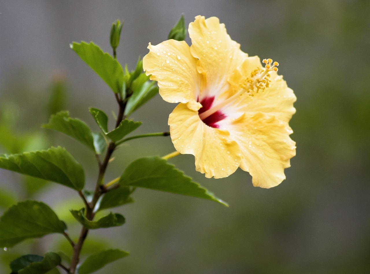 Hibiscus, Atogrąžų, Gėlė, Augalas, Žiedas, Pavasaris, Geltona, Nemokamos Nuotraukos,  Nemokama Licenzija