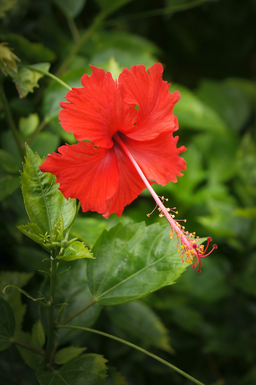 Hibiscus, Singapūras, Asija, Gamta, Žiedlapis, Gėlė, Egzotiškas, Flora, Sodas, Lapai