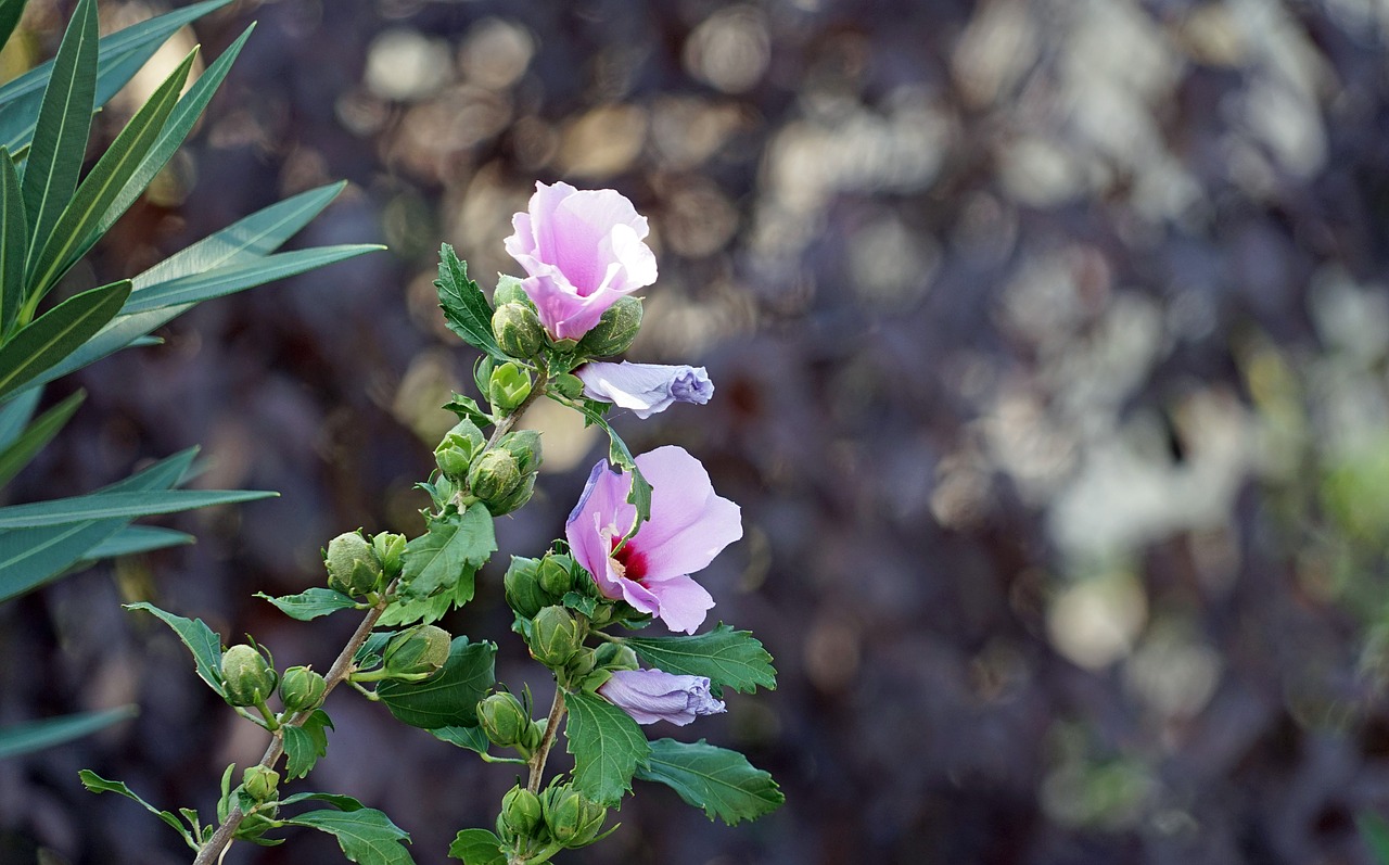 Hibiscus, Rožinė Gėlė, Gėlė, Mallow, Hibiscus Gėlė, Sodas, Vasara, Nemokamos Nuotraukos,  Nemokama Licenzija