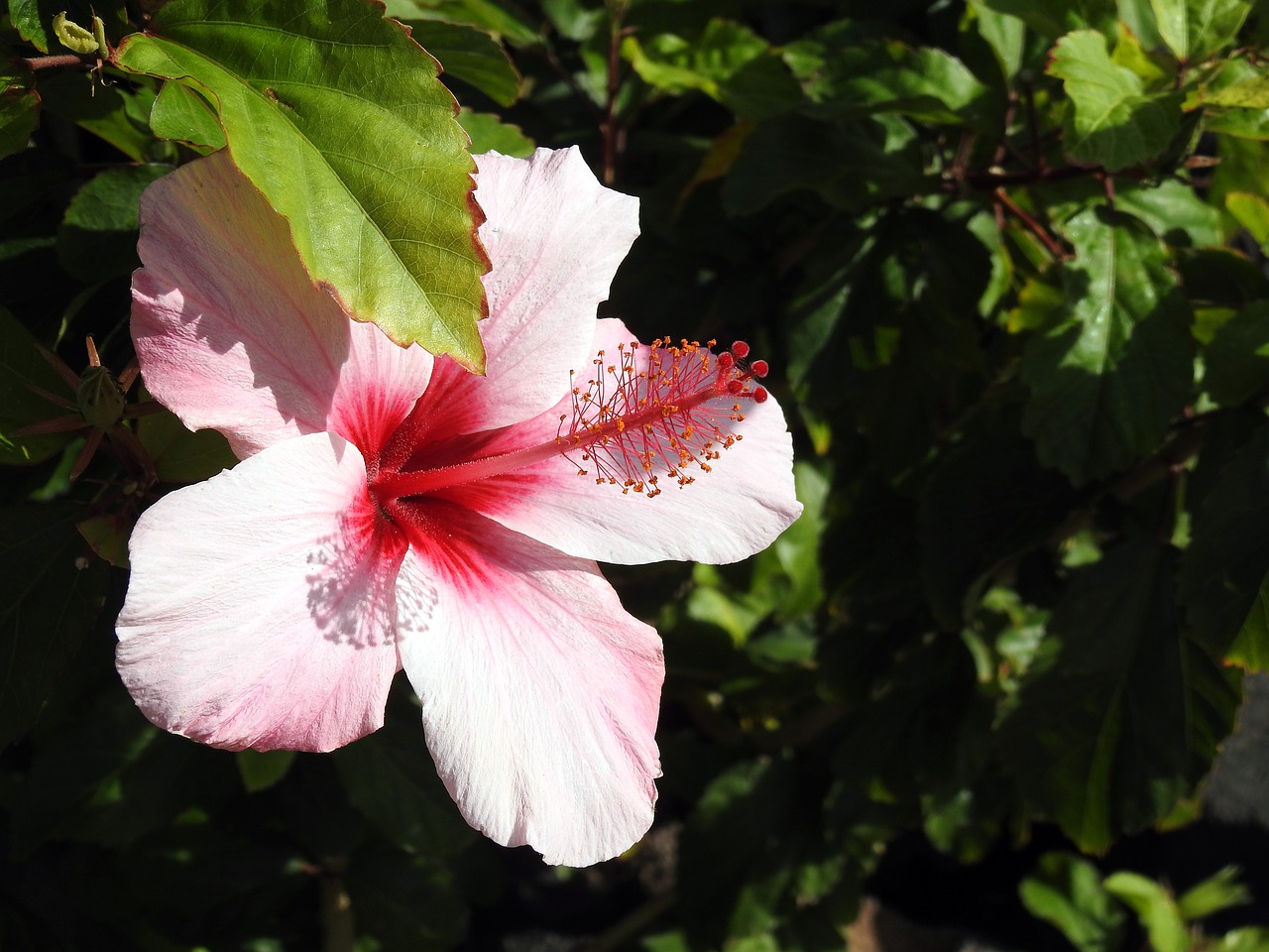 Hibiscus, Žiedas, Žydėti, Mallow, Rožinis, Uždaryti, Augalas, Pavasaris, Nemokamos Nuotraukos,  Nemokama Licenzija