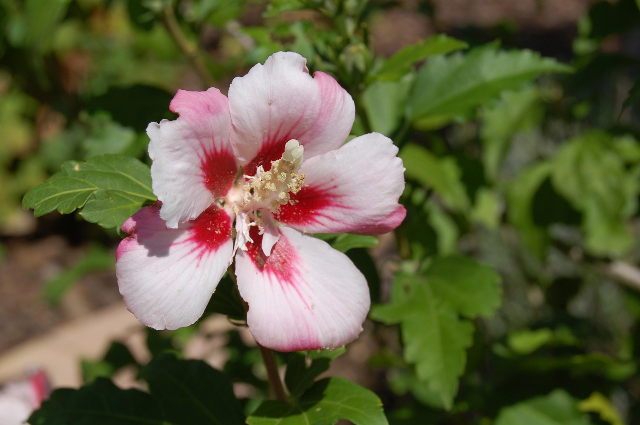 Hibiscus, Rožinis, Balta, Gėlė, Žiedas, Vasara, Nemokamos Nuotraukos,  Nemokama Licenzija