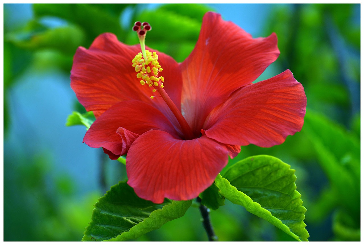 Hibiscus, Raudona, Gėlė, Gamta, Nemokamos Nuotraukos,  Nemokama Licenzija