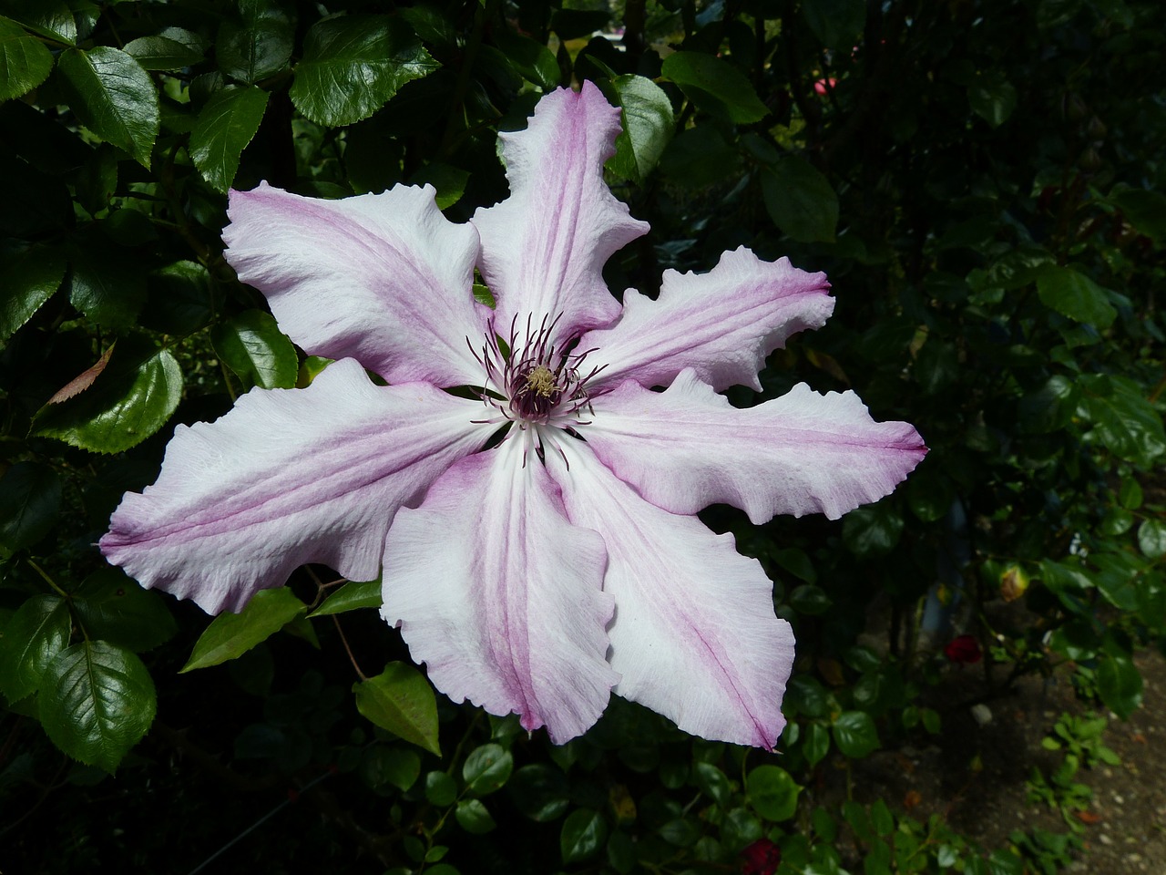 Hibiscus, Gėlė, Žiedas, Žydėti, Gamta, Flora, Pavasaris, Augalas, Sodas, Parkas