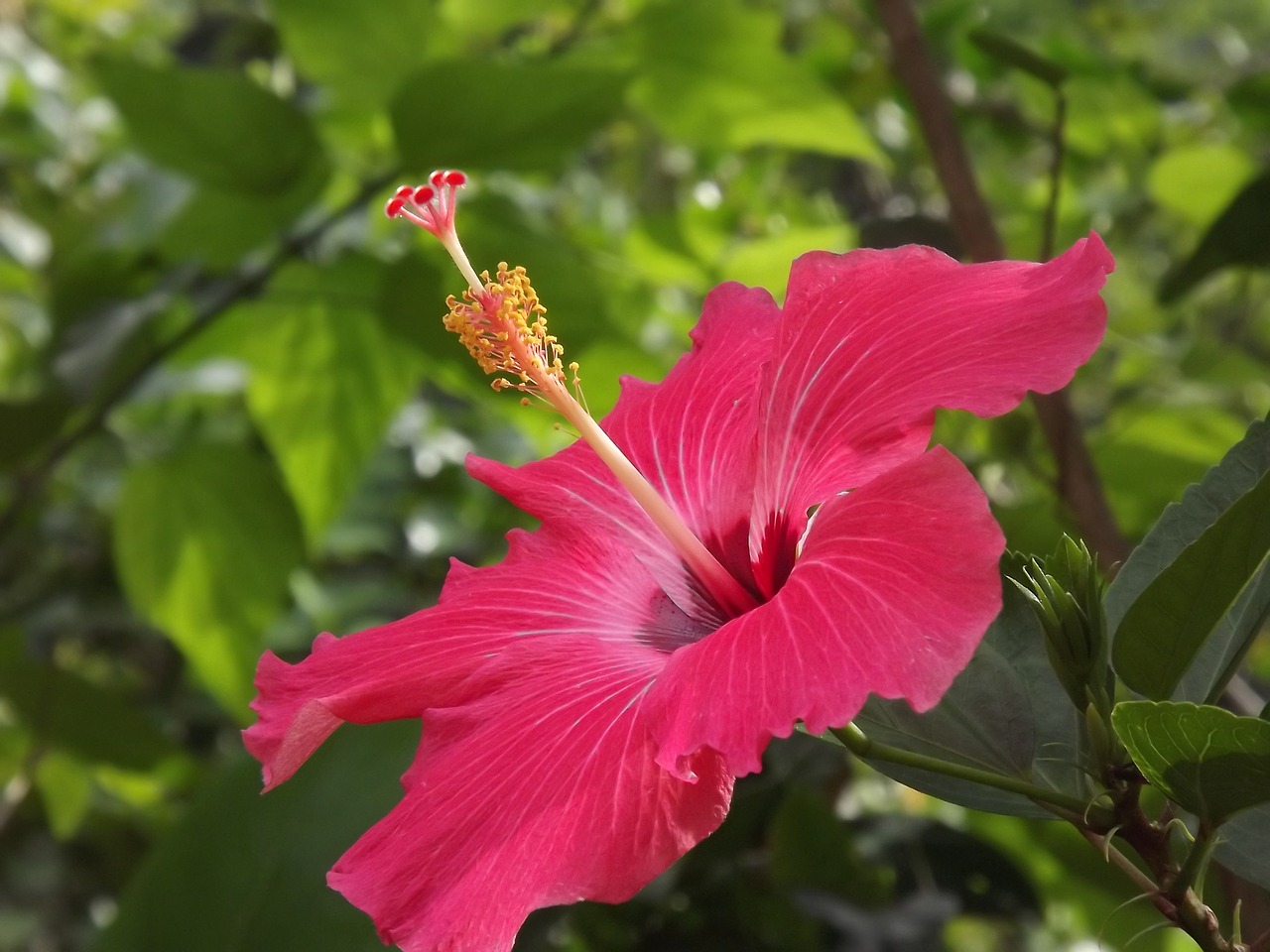 Hibiscus, Gėlė, Gyvenimas, Nemokamos Nuotraukos,  Nemokama Licenzija