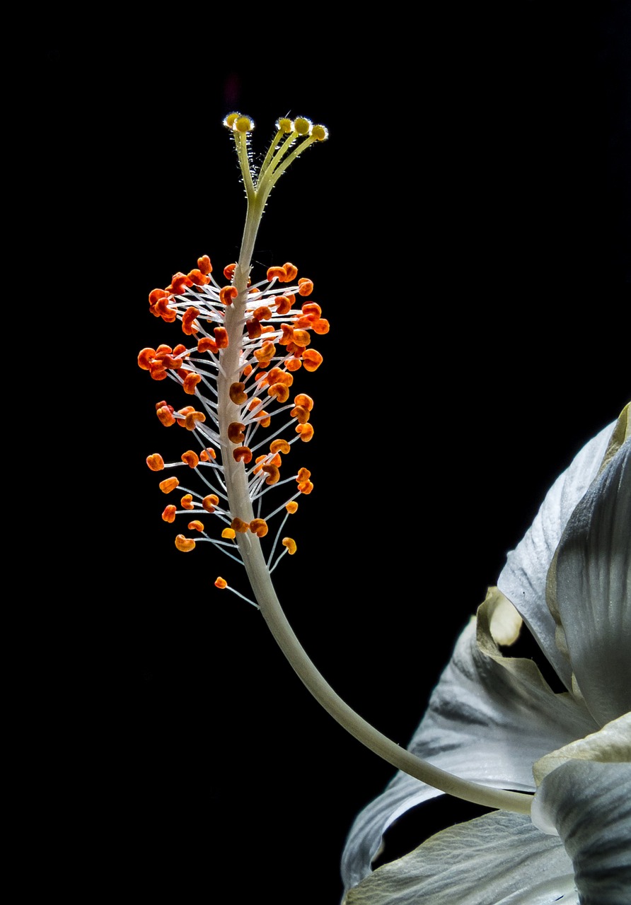 Hibiscus, Žiedas, Žydėti, Gėlė, Balta, Zefyras, Mallow, Malvaceae, Nemokamos Nuotraukos,  Nemokama Licenzija