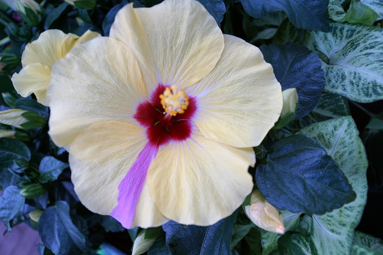 Hibiscus, Gėlė, Hawaii, Simbolis, Mallow, Žiedas, Žydėti, Augalas, Uždaryti, Gamta