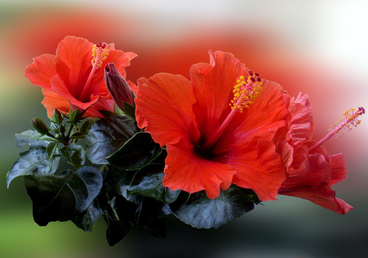 Hibiscus, Gėlė, Žiedas, Žydėti, Raudona, Augalas, Gamta, Nemokamos Nuotraukos,  Nemokama Licenzija