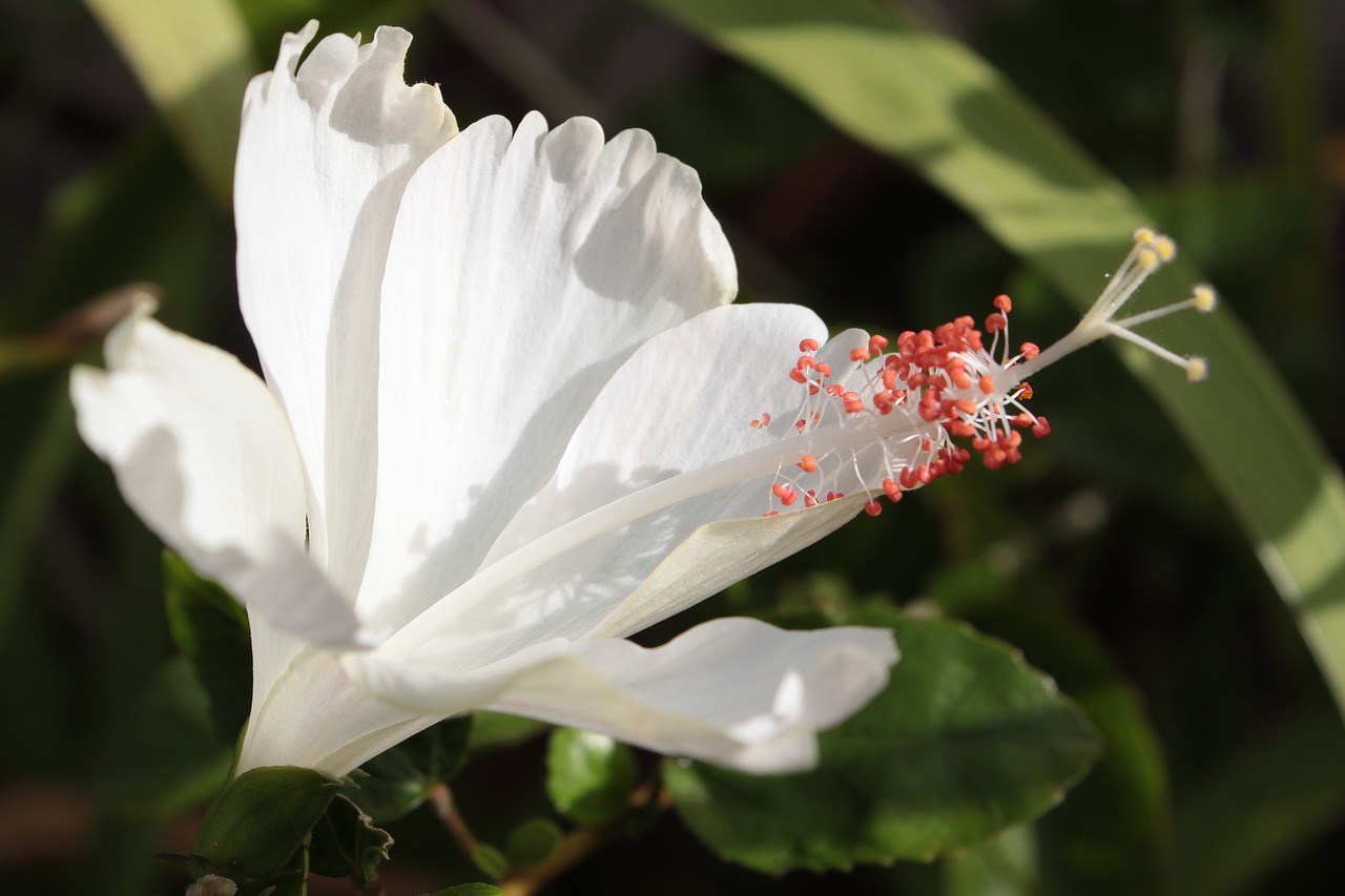 Hibiscus, Balta, Gėlė, Nemokamos Nuotraukos,  Nemokama Licenzija