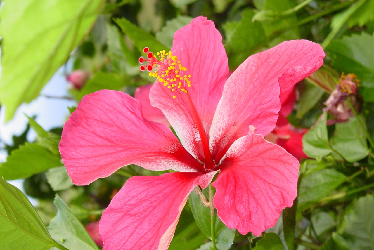 Hibiscus, Gėlė, Atogrąžų, Gamta, Rožinis, Lauke, Nemokamos Nuotraukos,  Nemokama Licenzija