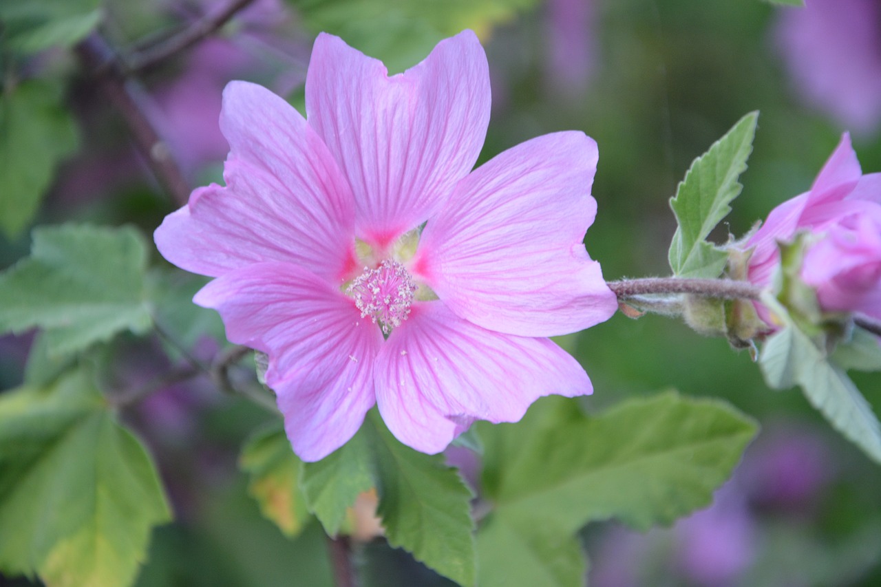 Hibiscus, Rožinės Gėlės, Žali Lapai, Spalva Rožinė, Augalas, Botanika, Žydėjimas, Nemokamos Nuotraukos,  Nemokama Licenzija