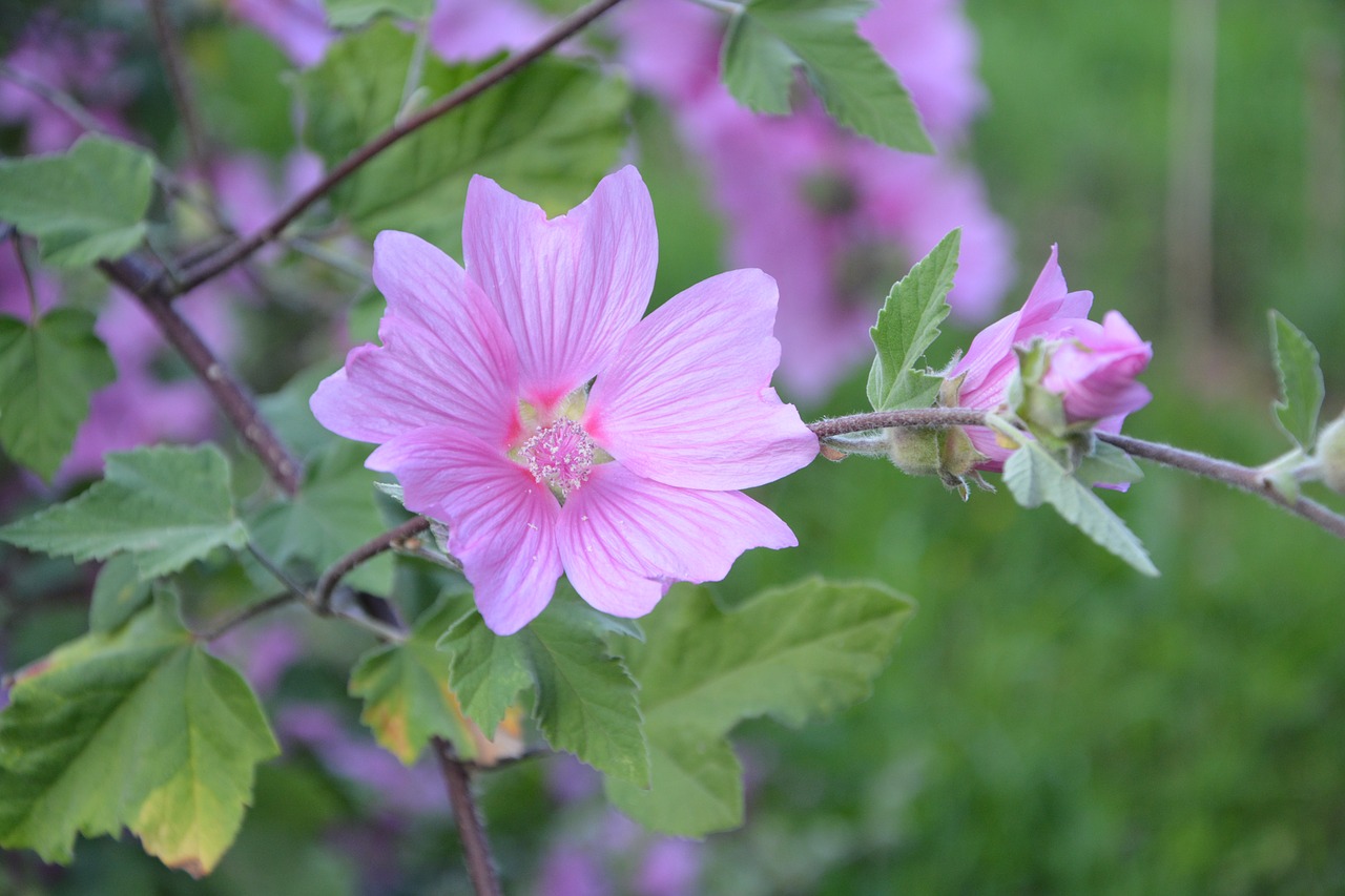 Hibiscus, Rožinės Gėlės, Žali Lapai, Spalva Rožinė, Augalas, Botanika, Žydėjimas, Nemokamos Nuotraukos,  Nemokama Licenzija