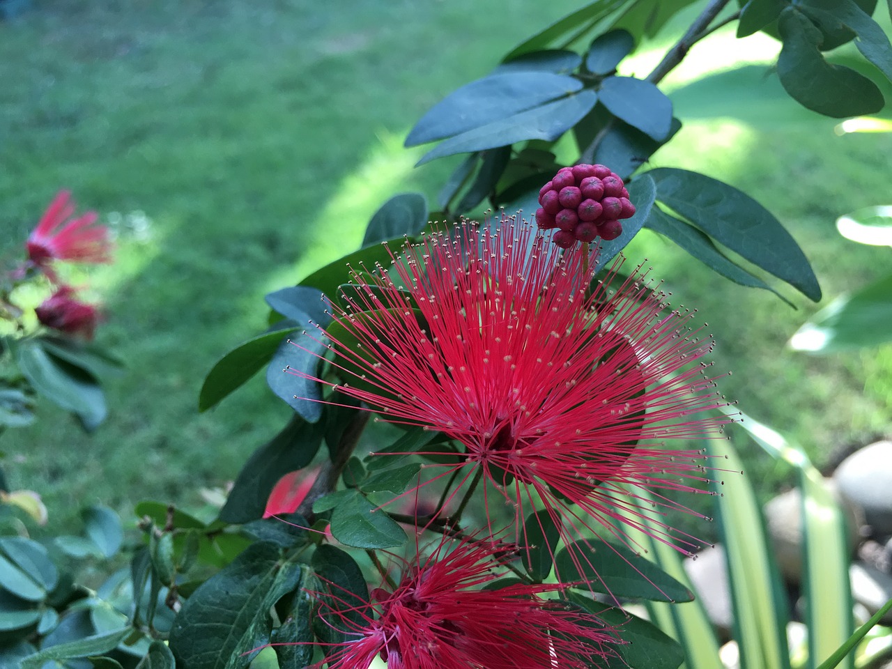 Hibiscus, Lieknas, Praleisti Hugo, Nemokamos Nuotraukos,  Nemokama Licenzija