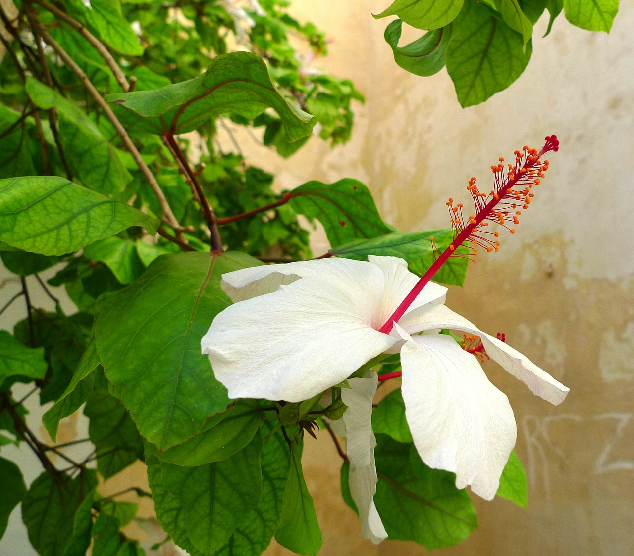 Hibiscus, Augalas, Žiedas, Žydėti, Žalias, Balta, Raudona, Gamta, Malta, Flora