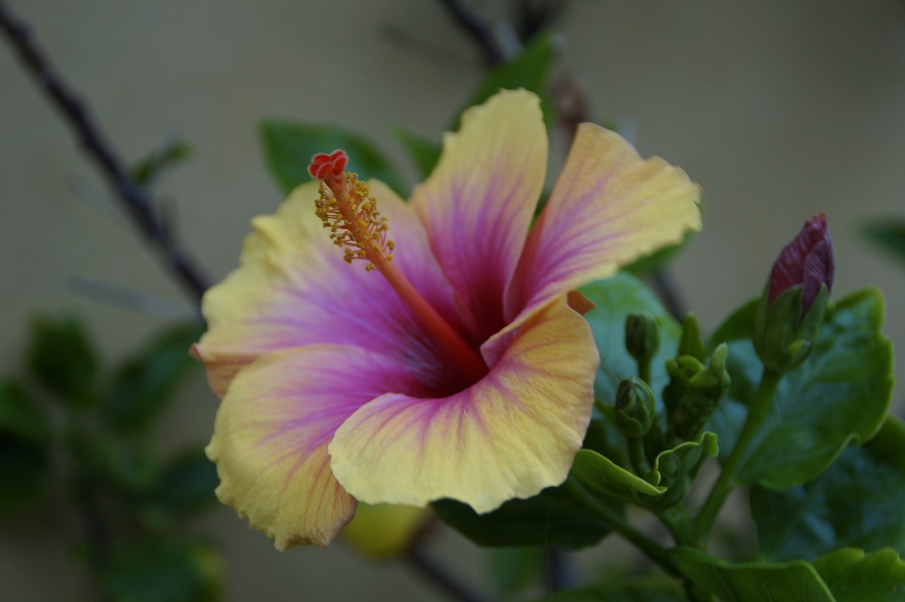 Hibiscus, Atogrąžų, Egzotiškas, Gėlė, Žiedas, Žydėti, Augalas, Pistil, Malvaceae, Mallow